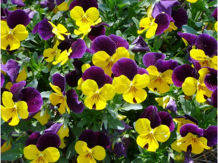 viola fiore piccolo
