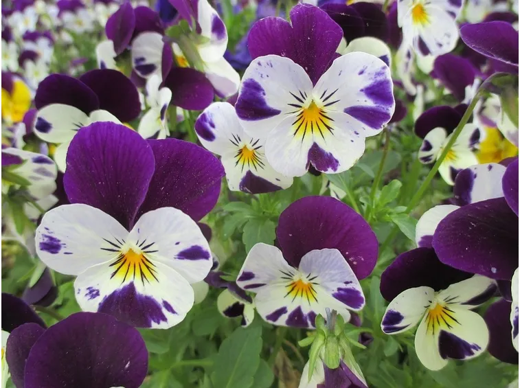 viole fiore piccolo
