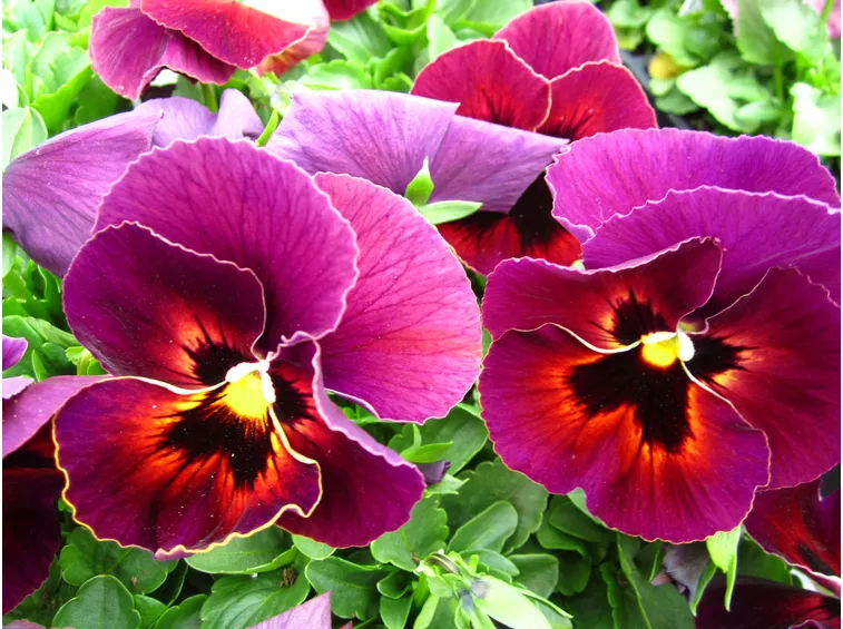 viola fiore grande rosso