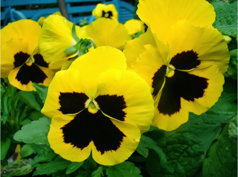 viola gialla