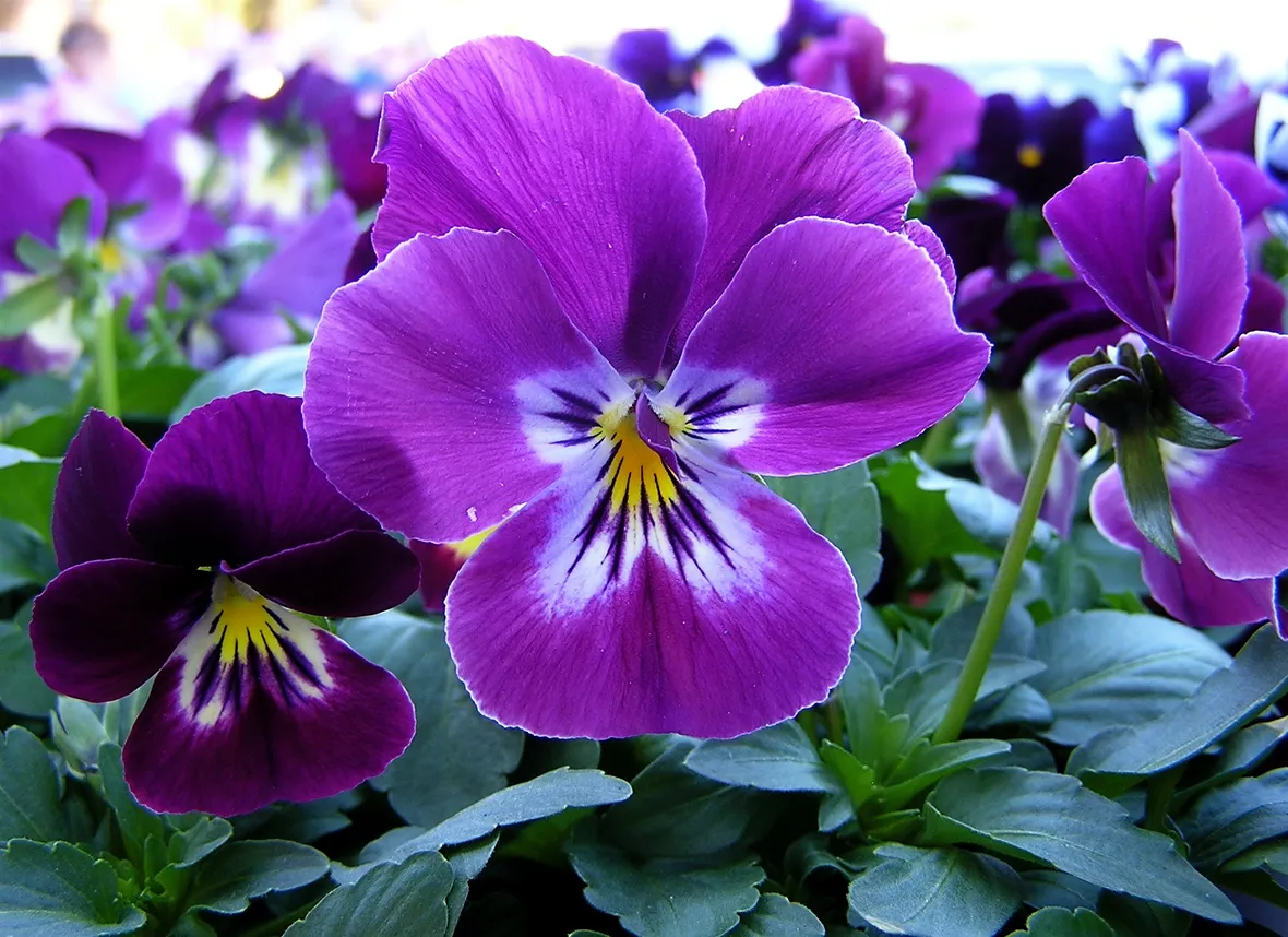 viola