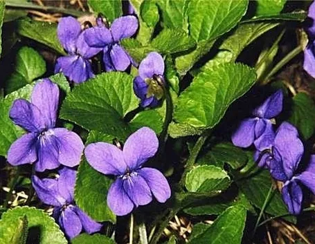Viola fiorita