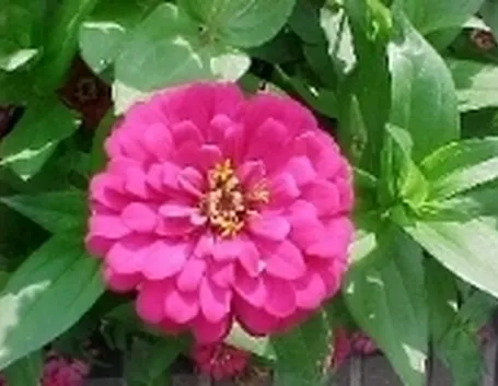 zinnia