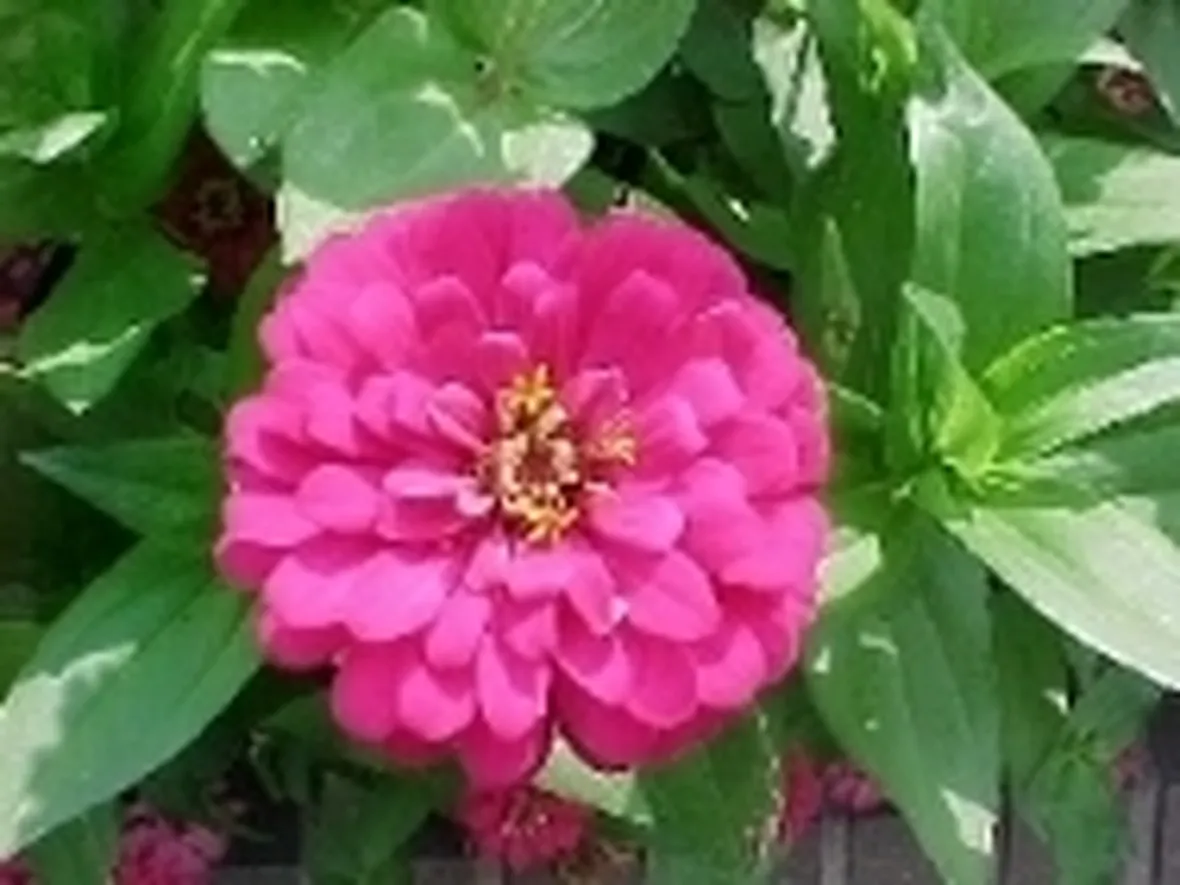 zinnia