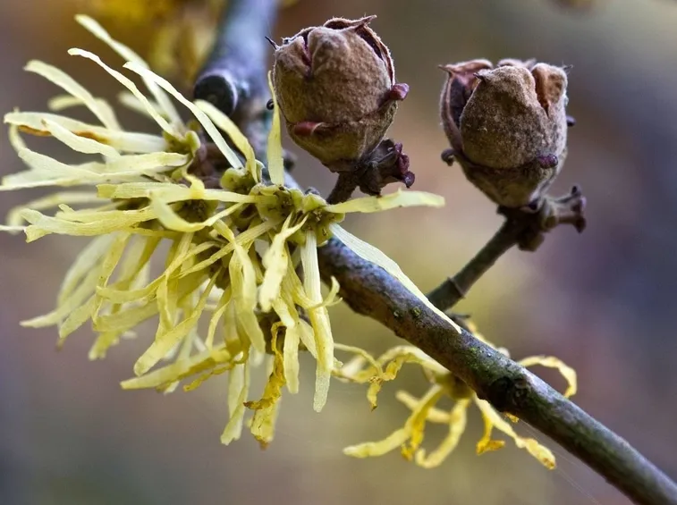 hamamelis