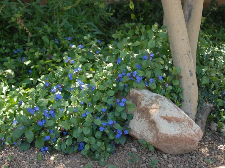 Ceratostigma Willmottianum
