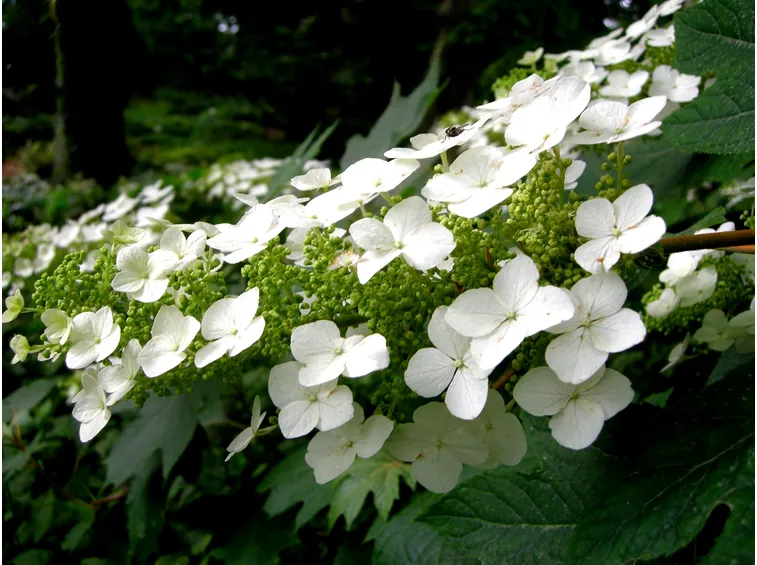 ortensia quercifolia