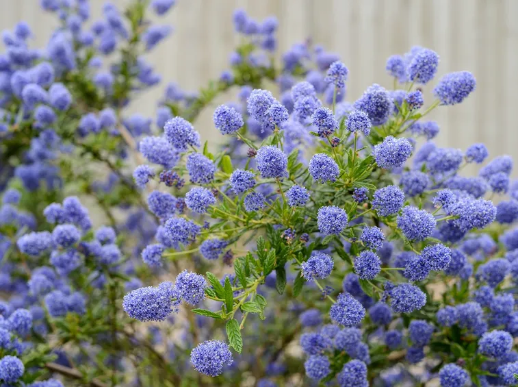 ceanothus