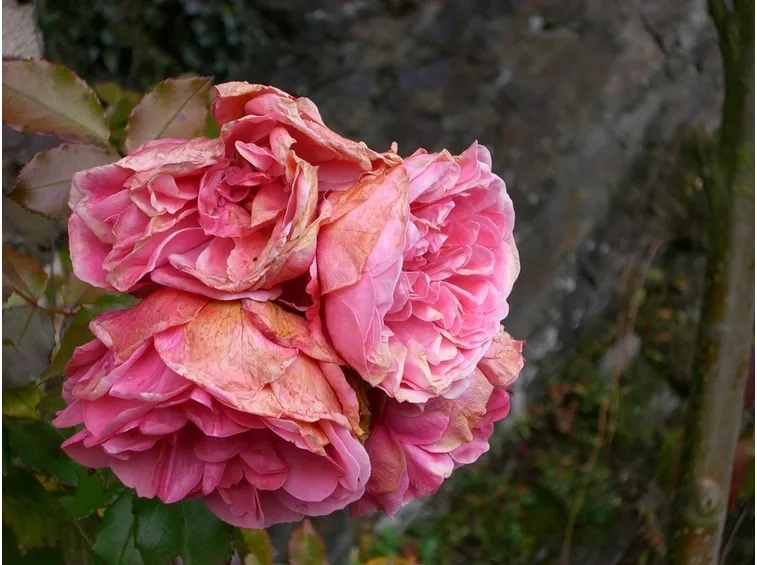 rose autunnali