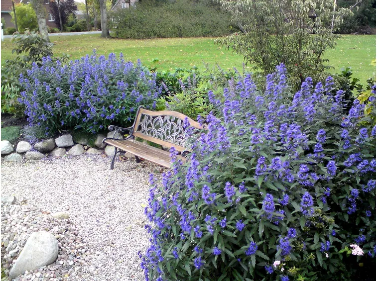 Caryopteris