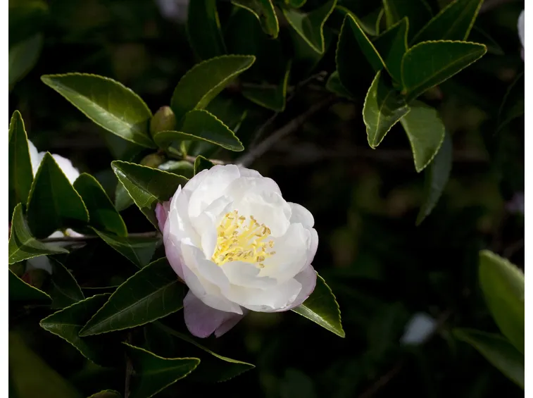 Camellia Sasanqua