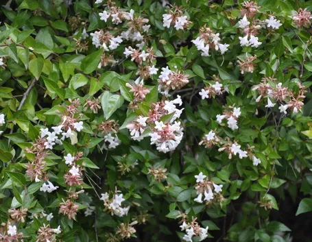 Pianta abelia
