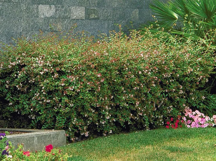 Abelia parco