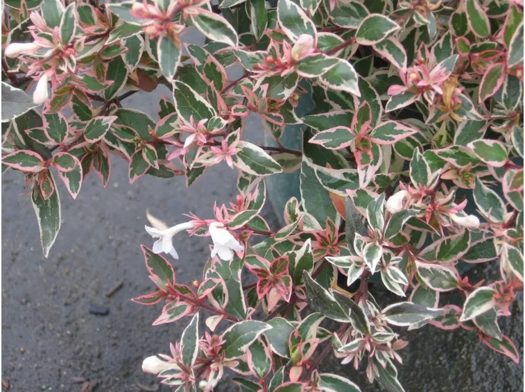 Abelia fertilizzata