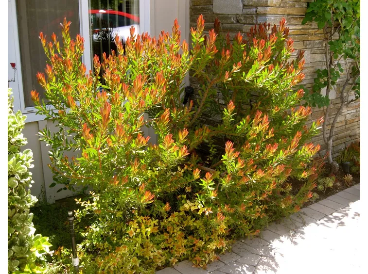 Germoglio abelia