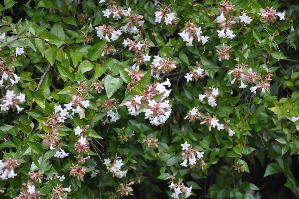 Pianta abelia