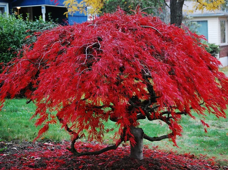 Acero giardino