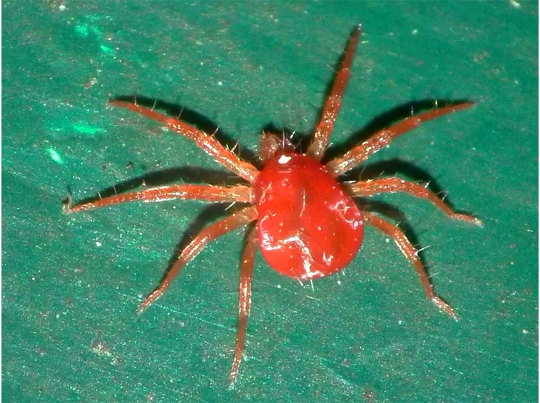 Acero ragnetto rosso