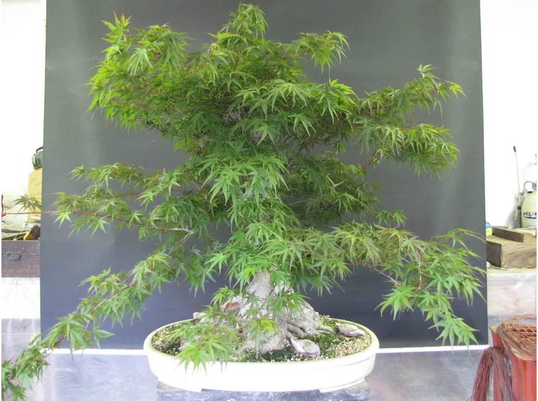 Esemplare di acero palmato bonsai