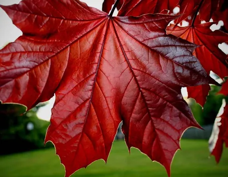 acer rubrum