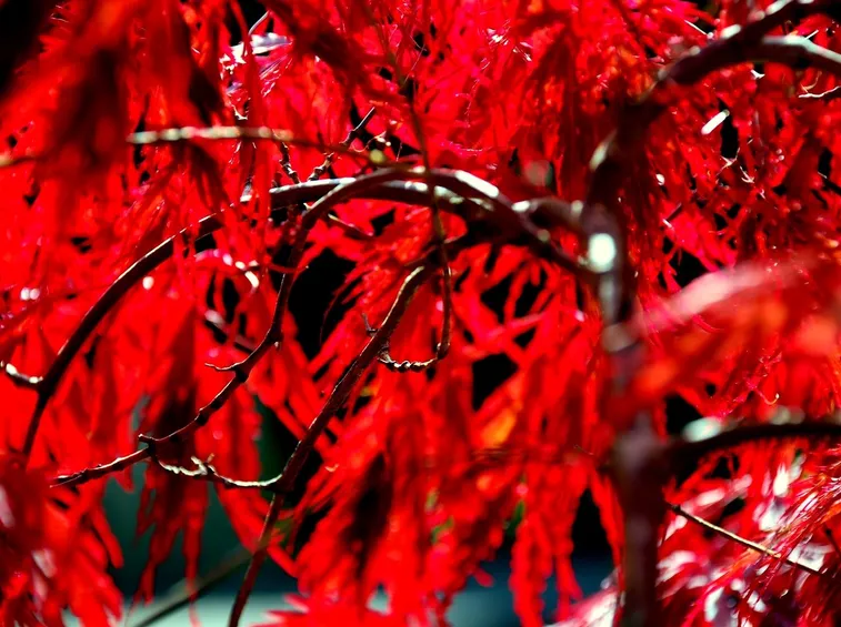 acero rosso