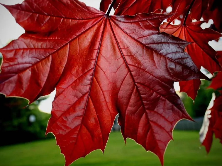 acer rubrum