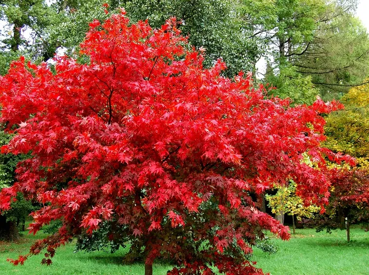 acero rosso