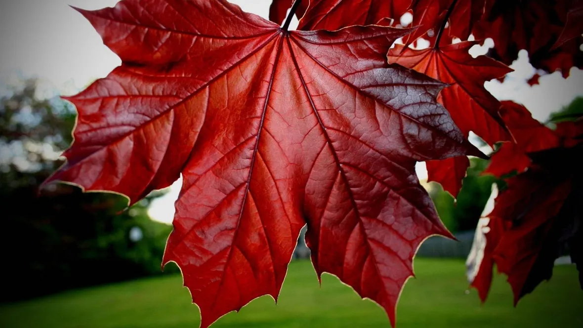 acer rubrum