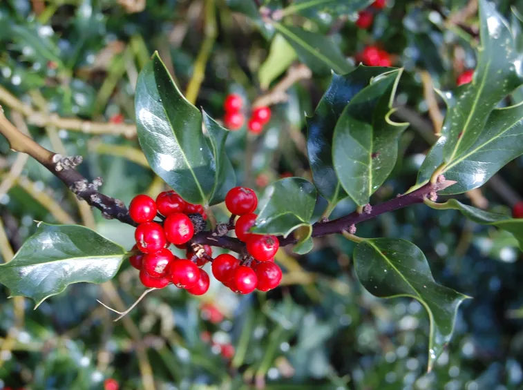 ilex aquifolium