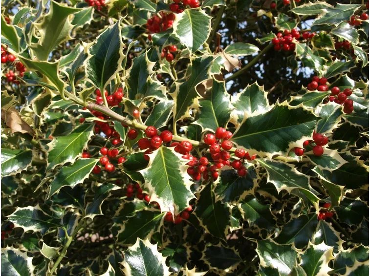 agrifoglio variegato