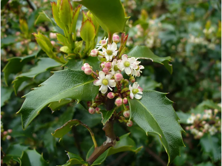 fioritura agrifoglio