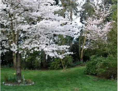 Alberi da fiore in un giardino