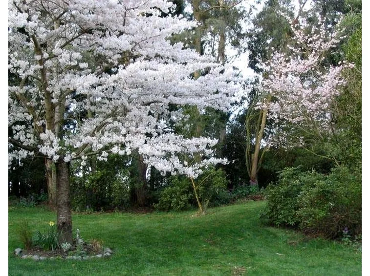 Alberi da fiore in un giardino