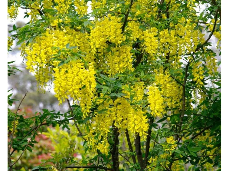Maggiociondolo in fiore