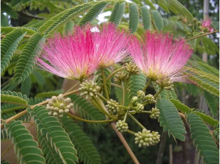 Fiore di Albizia julibrissin