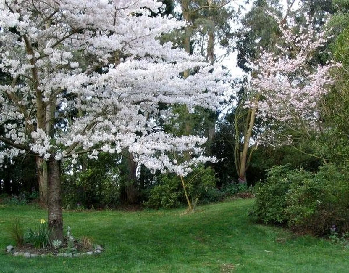 Alberi da fiore in un giardino