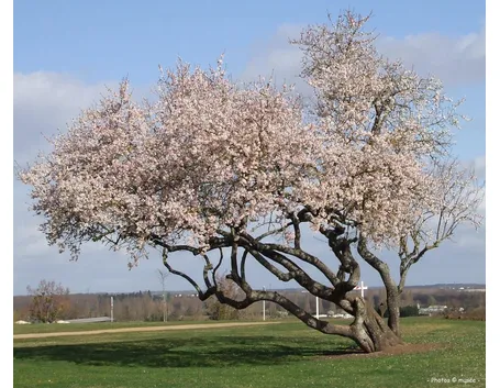 Il mandorlo