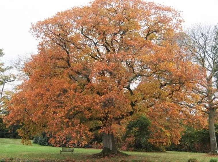 Quercia rossa