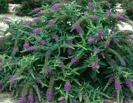 Albero delle farfalle