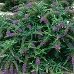 Albero delle farfalle