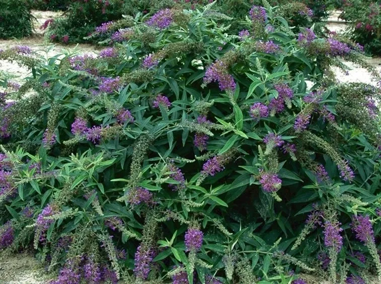 Albero delle farfalle