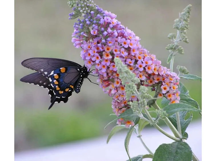 Buddleia o albero delle farfalle