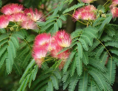 Fiori albizia julibrissin