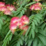 Fiori albizia julibrissin