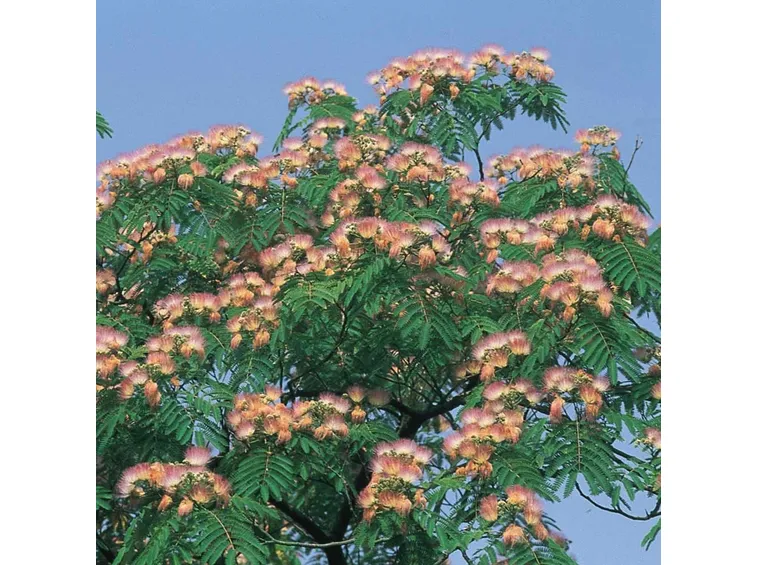 Pianta albizia