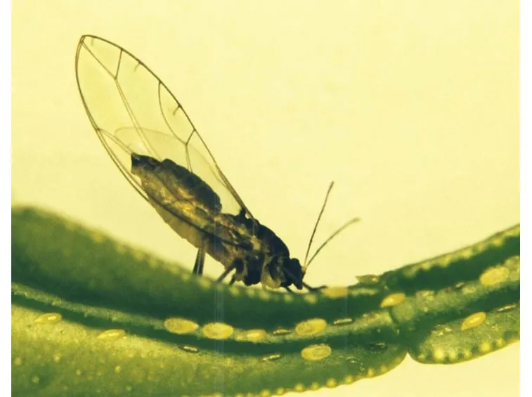 Parassita psilla