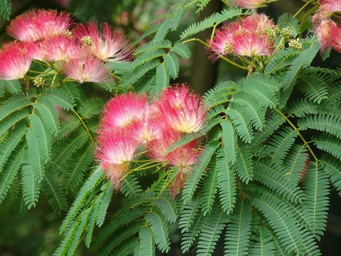 Fiori albizia julibrissin