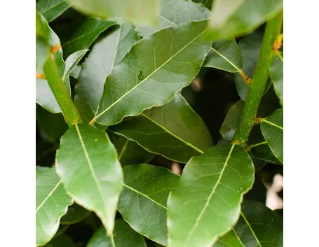 Foglie di alloro