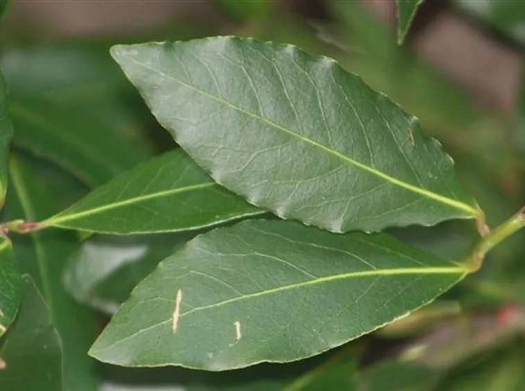 Pianta dell'alloro