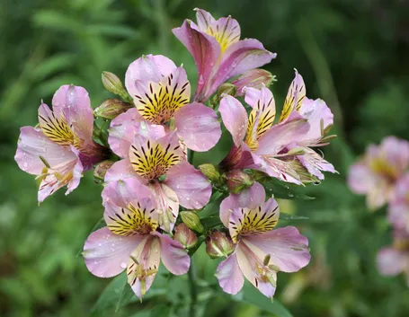 Fiori alstroemeria